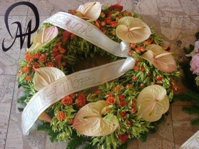 primula 17